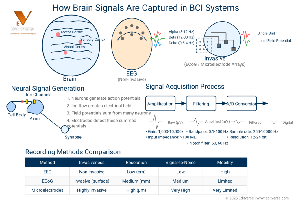 Image showing Brain Signal Capture in BCI Systems