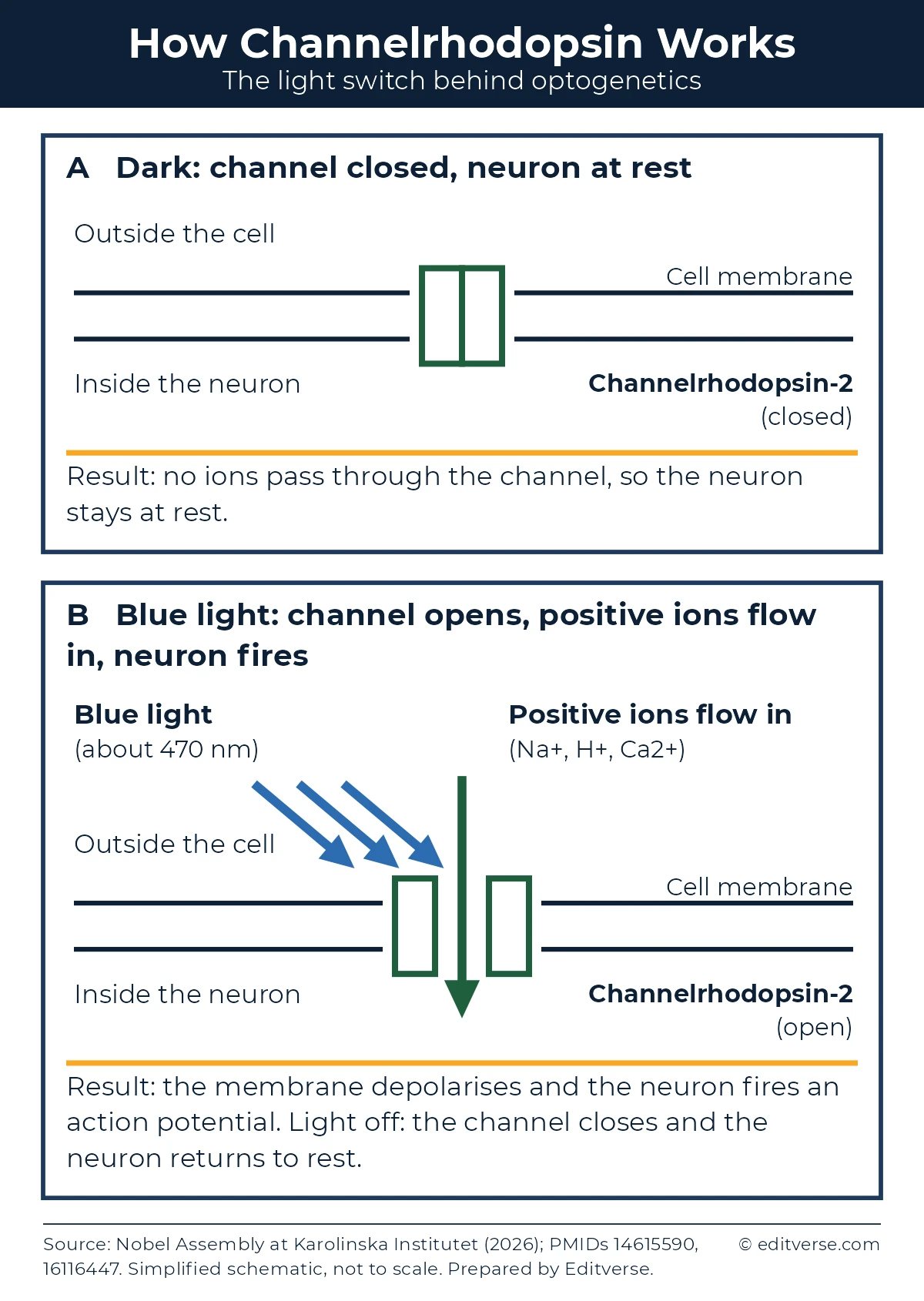 How optogenetics works: channelrhodopsin-2 stays closed in the dark and opens under blue light so the neuron fires